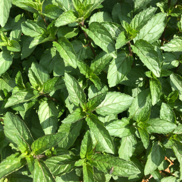 Peppermint - Chocolate Intense