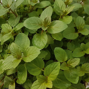 Mint - Black Mitcham