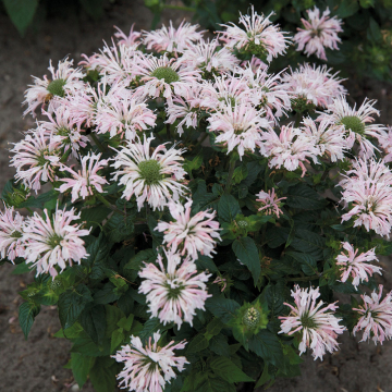 Monarda (Bee Balm) 'Melua Appleblossom'