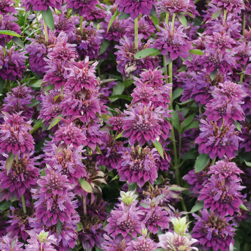 Monarda - Bergamo