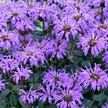 Monarda (Bee Balm) 'Sugar Buzz Blue Moon'
