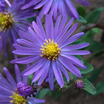 Aster - Monch
