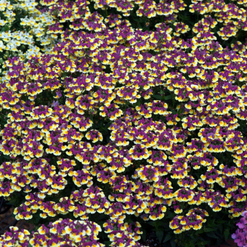 Nemesia - Aroma Rhubarb and Custard