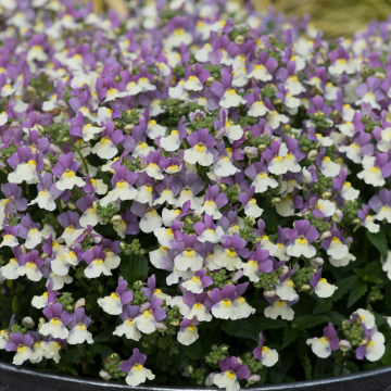 Erysimum - Spring Breeze Sunglow
