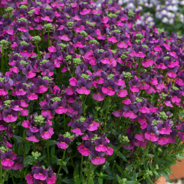Erysimum - Spring Breeze Sunglow