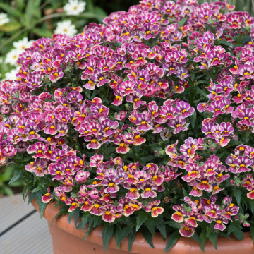 Erysimum - Spring Breeze Sunglow