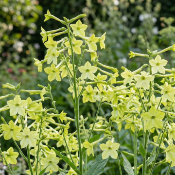 Nicotiana (Tobacco Plant) - Sirius Lime