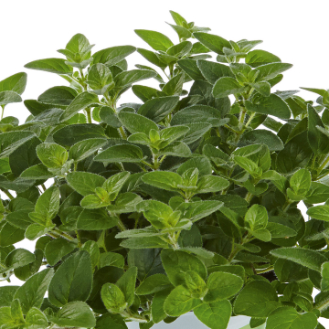 Oregano - Margeritha