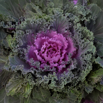 Ornamental Cabbage 'Nagoya Red'