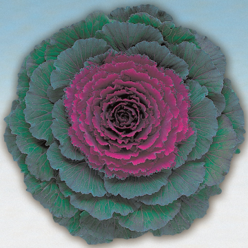 Ornamental Cabbage 'Pigeon Purple'