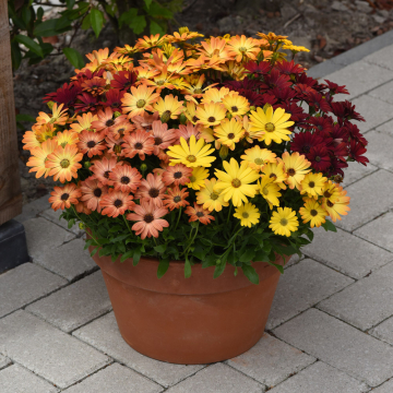 Osteospermum 'Akila Sunset Shades'