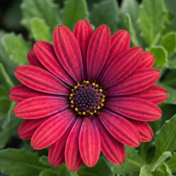 Osteospermum 'Erato Compact Cranberry'
