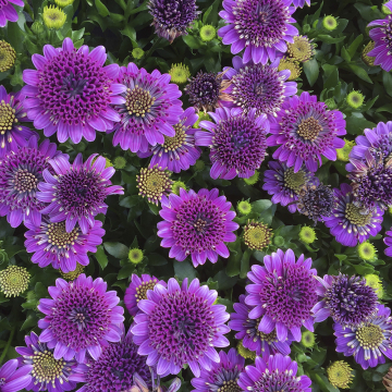 Osteospermum - Dalina Double Purple