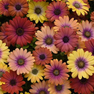 Osteospermum - Akila Hawaii Sunset Mix