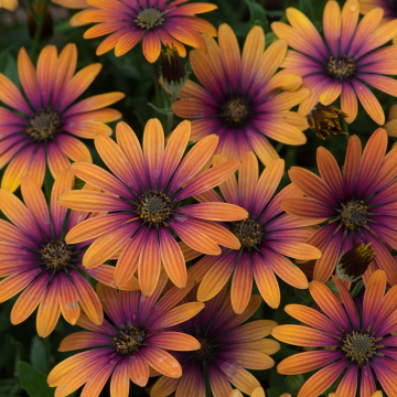Osteospermum - Flower Power Purple Sun