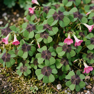Oxalis - Iron Cross