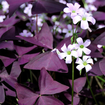 Oxalis - Purple Shamrock