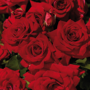 Rose - Palace Ruby Wedding Day