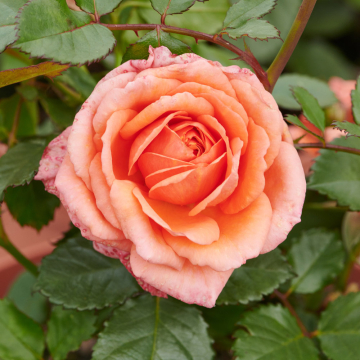 Rose - Palace Rundale