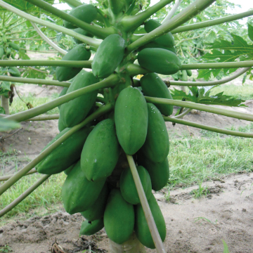Papaya - Sunnybees