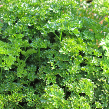 Parsley - Envy