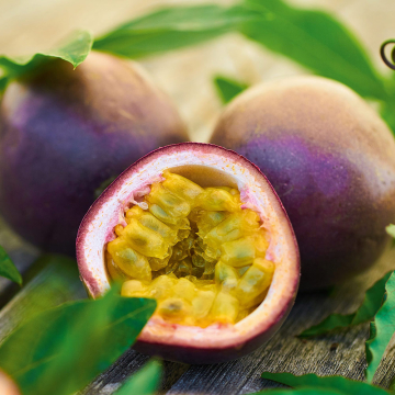 Passion Fruit (Passiflora) 'Suntropics'