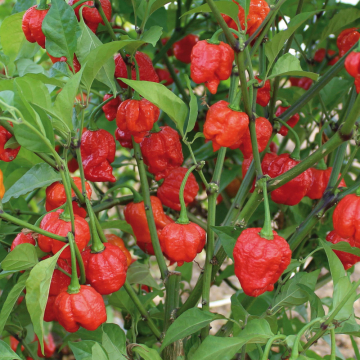 Chilli Pepper - Armageddon