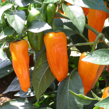 Chilli Pepper - Orange Spice