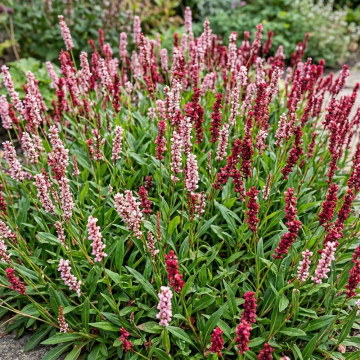 Persicaria 'Darjeeling Red'