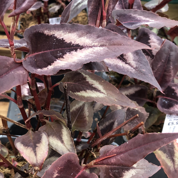 Persicaria 'Red Dragon'