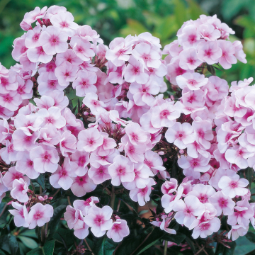 Garden Phlox - Bright Eyes