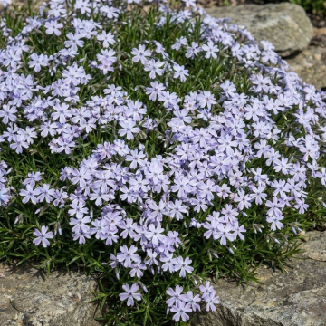 Creeping Phlox 'Emerald Cushion Blue'