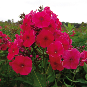 Garden Phlox - Red Riding Hood