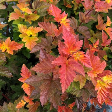 Physocarpus - Magic Ball