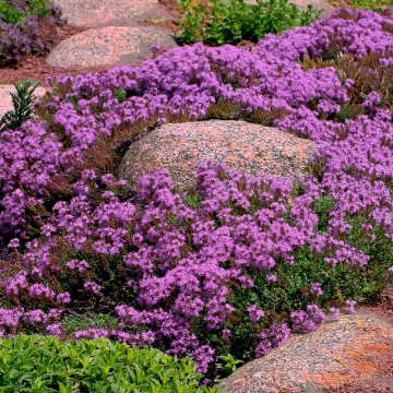 Thyme - Pink Chintz