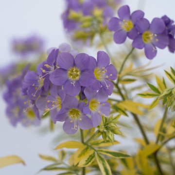 Polemonium (Jacob's Ladder) 'Golden Feathers'