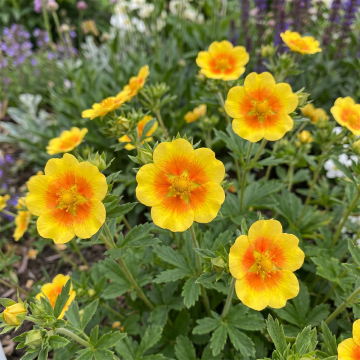 Potentilla (Cinquefoil) 'Orange Starlit'