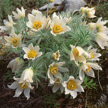 Pulsatilla - Pulsar White