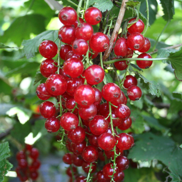 Redcurrant - Jonkheer Van Tets