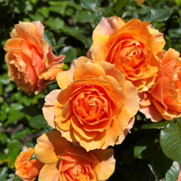 Rose - Isn't She Beautiful