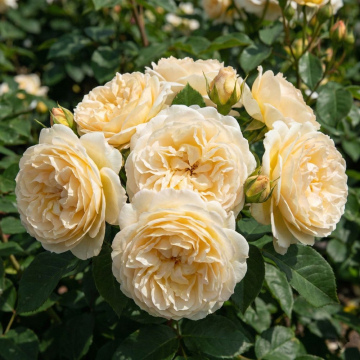 Rose 'Scentifall Lemon'