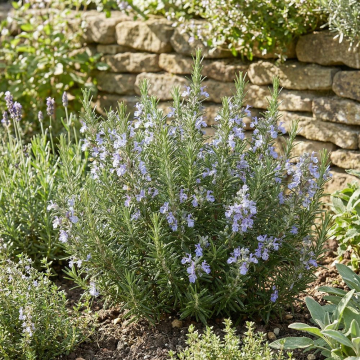 Rosemary 'Riviera Bush'