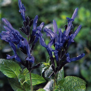 Ornamental Salvia - Black and Blue