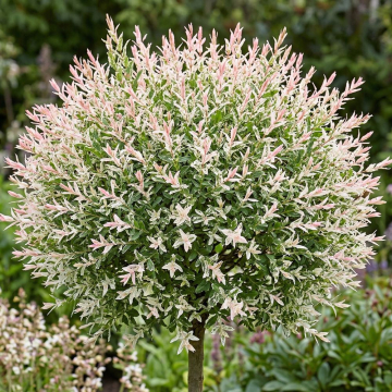 Salix (Flamingo Willow) 'Hakuro-nishiki'