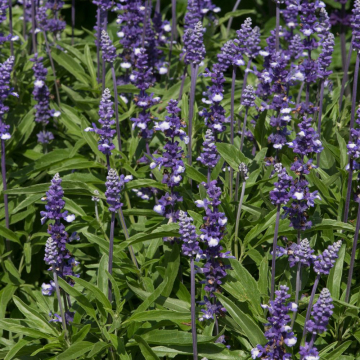 Salvia (Ornamental Sage) 'Fairy Queen'
