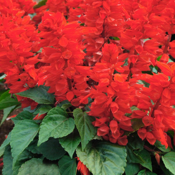 Salvia (Ornamental Sage) 'Vanguard'