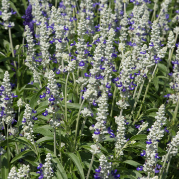 Salvia (Ornamental Sage) 'Victoria Blue Bicolour'
