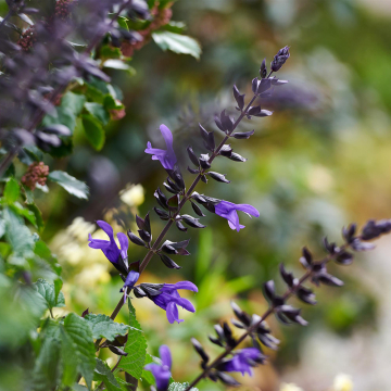 Salvia (Ornamental Sage) - Salgoon Lake Blueberry
