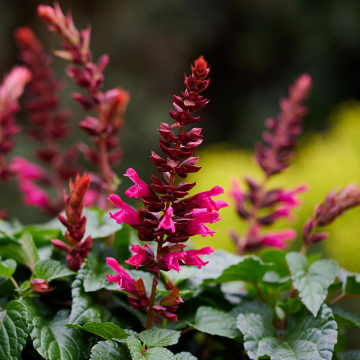Salvia (Ornamental Sage) - Salgoon Lake Flamingo