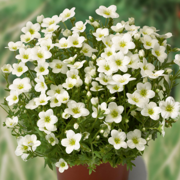 Saxifrage - Alpino White